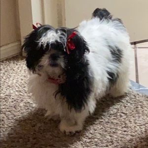 Meet your Posher, Damian